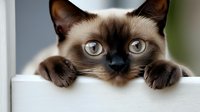Curious Siamese cat with striking blue eyes peeks over white ledge, paws hanging down. Close-up portrait shows characteristic dark points and cream-colored fur against blurred background.