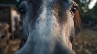Closeup of a donkey's face with gray and brown fur, showing gentle expression and alert eyes, suitable for farm animal, livestock, and agricultural content.