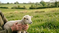 Farmer holding young white lamb in green pasture field, agricultural livestock care and rural farming concept for agriculture industry use.