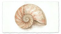 Watercolor nautilus shell with spiral chambers in soft peach and cream tones on white paper background for marine biology education and coastal decor.