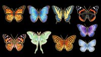 Colorful butterfly collection isolated on transparent background, featuring eight species in vibrant hues, ready for stickers, t-shirt design, and print on demand.
