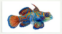 Colorful mandarin fish with vibrant blue, orange, and yellow patterns isolated on white background, suitable for design projects and print applications.