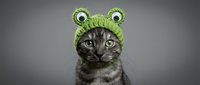 Adorable tabby kitten wearing green knitted frog hat with googly eyes on gray background. Cute pet costume concept for greeting cards and social media.