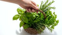 Hand holding wicker basket filled with fresh green herbs including basil, rosemary and parsley on white background isolated for culinary design use.