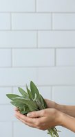 Hands holding fresh sage leaves against white subway tile wall background, suitable for culinary, wellness, organic and gardening content.