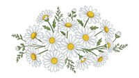 Hand-drawn chamomile flowers with green leaves and stems in botanical illustration style. Delicate floral arrangement for natural design projects.