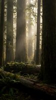 Misty sunbeams pierce through ancient forest canopy illuminating moss-covered fallen logs and towering tree trunks in peaceful woodland atmosphere.
