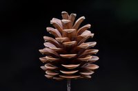 Pine cone on a dark background, close-up macro shot highlighting natural texture and symmetry, perfect for nature and botanical themes.