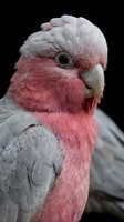 Close-up portrait of galah cockatoo with pink and grey plumage against black background showing detailed feather texture and curved beak.