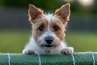 Adorable Yorkshire Terrier puppy peeking over green fence with paws visible, soft bokeh background creates depth in this pet portrait.