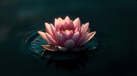 Pink lotus flower floating on dark water with gentle ripples creating peaceful zen meditation atmosphere for wellness and spiritual content.