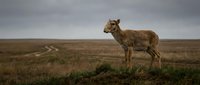 Young brown calf standing on grassy hill overlooking rural farmland with dirt road under dramatic cloudy sky. Farm animal grazing in pastoral countryside landscape.