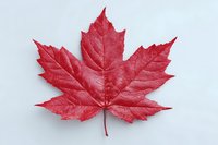 Single red maple leaf with detailed veins isolated on white background for autumn seasonal designs and nature projects.