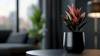 Pink tropical plant with red-tinted leaves in modern black ceramic pot on wooden table against dark moody interior background with window light and blurred furniture.