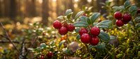 Red cranberries growing on green bush branches in natural forest setting with warm golden sunlight filtering through background foliage during harvest season.