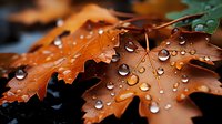 Autumn maple leaf with morning dew drops in macro. Orange foliage covered with water droplets on dark background creates dramatic natural pattern.