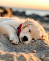 Sleeping Golden Retriever puppy with red collar lying on sandy beach during sunset, warm golden light illuminating soft fur, peaceful coastal scene.