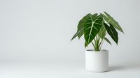 Green tropical houseplant with large leaves in white ceramic pot on clean background for home decor and interior design projects.