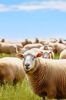 Close up portrait of white sheep with curious expression in green pasture, flock grazing in background under blue summer sky. Agricultural scene.