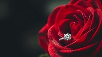 Red rose with diamond engagement ring nestled in petals covered with water droplets for romantic proposals and wedding concepts.
