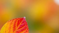 Single autumn leaf with vibrant red and yellow colors against soft blurred warm background for seasonal nature designs and fall decorations.