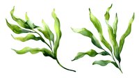 Watercolor green seaweed branches with flowing leaves on white background, marine botanical art isolated for nature and ocean themed designs.