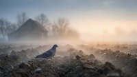 Pigeon perched on rocky ground in misty morning landscape with barn and bare trees in soft focus background at dawn.