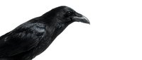 Black raven bird portrait isolated on white background showing detailed feathers and beak for wildlife photography and nature design projects.