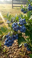 Ripe blueberries growing on a bush in golden morning sunlight on a farm, with green leaves and a rustic fence in the background.