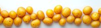 Fresh yellow baby potatoes arranged in line on white background, raw organic produce for cooking and food preparation, clean minimalist style.