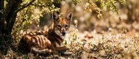 Wild coyote resting under autumn tree in natural habitat with golden sunlight filtering through leaves creating warm atmospheric wildlife scene.