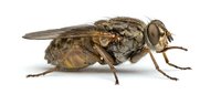 Robber fly isolated on white background, detailed macro view of predatory insect with compound eyes and bristled body, suitable for educational and scientific design projects.