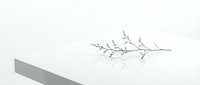 Minimalist dried plant branch on white surface with geometric shadow, suitable for modern design, wellness, and editorial layouts.