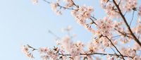 Delicate pink cherry blossom branches blooming against soft blue sky background. Spring sakura flowers create romantic seasonal atmosphere for nature photography.
