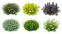 Collection of decorative garden plants and shrubs isolated on white background for landscape design and botanical projects.