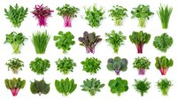 Fresh organic leafy greens and herbs collection isolated on white background. Variety of healthy vegetables including spinach, kale, arugula and lettuce.