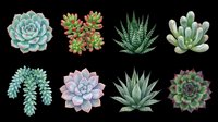 Eight watercolor succulents isolated on transparent background, including echeveria, aloe, and jade varieties, ready for stickers, t-shirt design, and print on demand.