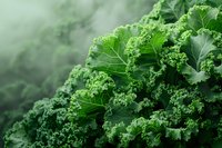 Fresh organic curly kale leaves close-up with morning dew, perfect for healthy eating lifestyle blogs, nutrition websites and vegetarian recipe marketing.
