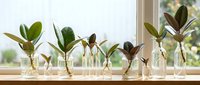 Young plant cuttings with green leaves growing in glass vases on sunny windowsill. Indoor gardening propagation setup for home decoration.