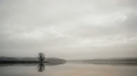 Misty lake with bare tree reflection creating serene minimalist landscape in soft neutral tones for peaceful nature backgrounds and meditation themes.
