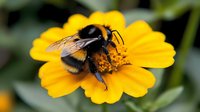Fuzzy bumblebee collecting pollen on bright yellow zinnia flower in garden, macro photography shows detailed wings and black and yellow stripes against blurred background.