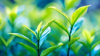 Fresh green tea leaves with water droplets growing on plantation, vibrant blue background creates natural contrast for organic food and beverage marketing.