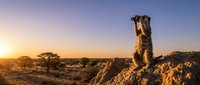Meerkat standing alert on rocky outcrop during golden hour sunset in African savanna landscape with acacia trees and desert terrain in background.