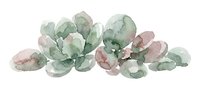 Watercolor succulent plants with soft green and mauve tones, isolated on white background, ready for design projects, botanical illustrations, and decorative applications.