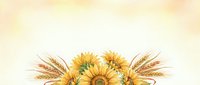 Sunflowers and wheat ears arrangement on watercolor background for autumn harvest decorations and seasonal design projects.