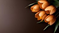 Orange tulips bouquet on dark brown background with copy space for spring greeting cards, Mother's Day celebrations and floral design projects.