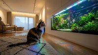 Tabby cat sitting on floor gazing at illuminated aquarium with lush aquatic plants in modern living room interior with natural light and contemporary furniture.