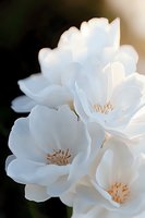 Delicate white blossoms with soft petals and golden stamens in macro photography, creating ethereal mood against dark background. Suitable for wedding designs.