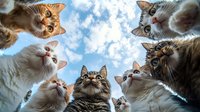 Curious cats looking up at blue cloudy sky, shot from below angle creating unique perspective. Group of domestic felines gazing upward with attentive expressions.