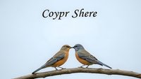 Two colorful birds perched on branch against clean white background, isolated for easy design integration into various creative projects.